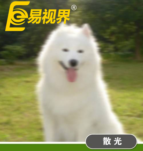 不一樣的眼病，不一樣的世界