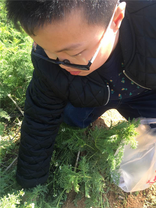 易視界小客戶在認真挖野菜